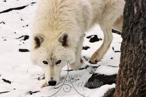 <img300*0:stuff/z/699/White_Wolf/i1200633256_14.jpg>