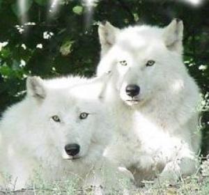 <img300*0:stuff/z/699/White_Wolf/i1200633256_15.jpg>