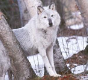 <img300*0:stuff/z/699/White_Wolf/i1200633256_16.jpg>