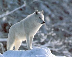 <img300*0:stuff/z/699/White_Wolf/i1200633256_17.jpg>