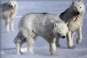 <img300*0:stuff/z/699/White_Wolf/i1200633256_18.jpg>