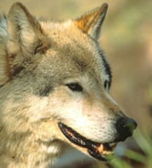 <img300*0:stuff/z/699/White_Wolf/i1200633256_21.jpg>