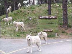 <img300*0:stuff/z/699/White_Wolf/i1200633256_24.jpg>