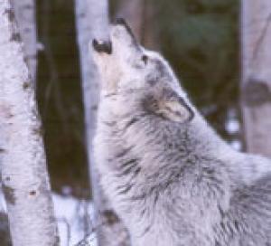 <img300*0:stuff/z/699/White_Wolf/i1200633256_26.jpg>