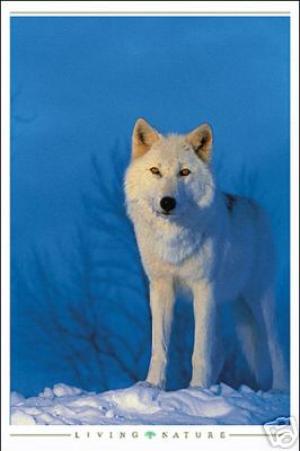 <img300*0:stuff/z/699/White_Wolf/i1200633256_27.jpg>