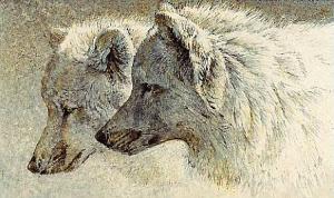 <img300*0:stuff/z/699/White_Wolf/i1200633256_28.jpg>
