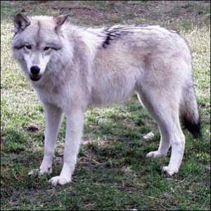 <img300*0:stuff/z/699/White_Wolf/i1200633256_29.jpg>