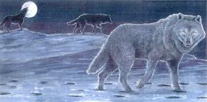 <img300*0:stuff/z/699/White_Wolf/i1200633256_3.jpg>