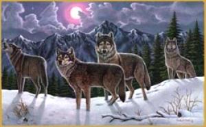 <img300*0:stuff/z/699/White_Wolf/i1200633256_30.jpg>