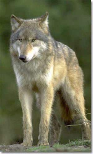 <img300*0:stuff/z/699/White_Wolf/i1200633256_31.jpg>