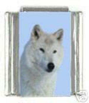 <img300*0:stuff/z/699/White_Wolf/i1200633256_32.jpg>