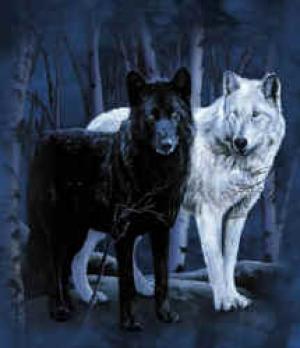<img300*0:stuff/z/699/White_Wolf/i1200633256_33.jpg>