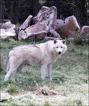 <img300*0:stuff/z/699/White_Wolf/i1200633256_34.jpg>