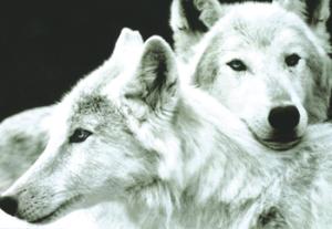 <img300*0:stuff/z/699/White_Wolf/i1200633256_35.jpg>
