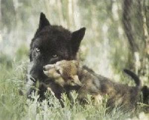 <img300*0:stuff/z/699/White_Wolf/i1200633256_36.jpg>