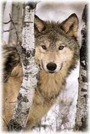 <img300*0:stuff/z/699/White_Wolf/i1200633256_38.jpg>