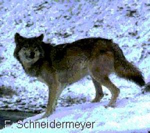 <img300*0:stuff/z/699/White_Wolf/i1200633256_4.jpg>