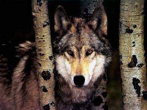 <img300*0:stuff/z/699/White_Wolf/i1200633256_40.jpg>
