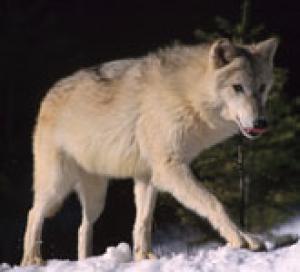 <img300*0:stuff/z/699/White_Wolf/i1200633256_41.jpg>
