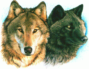 <img300*0:stuff/z/699/White_Wolf/i1200633256_6.gif>
