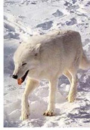 <img300*0:stuff/z/699/White_Wolf/i1200633256_8.jpg>