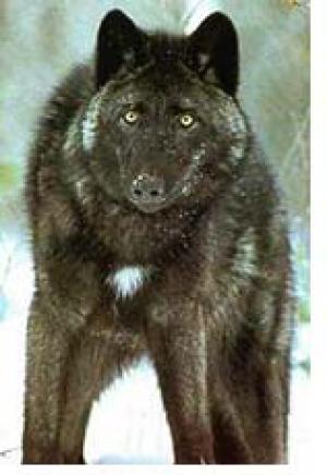 <img300*0:stuff/z/699/White_Wolf/i1200633256_9.jpg>